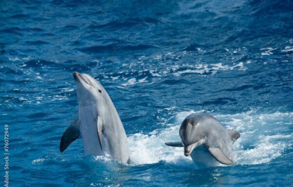 Best Dolphin Tours in Oman