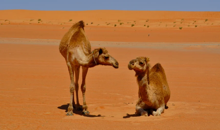 Best Time to Visit a Safari Desert Camp in Oman: A Seasonal Travel Guide