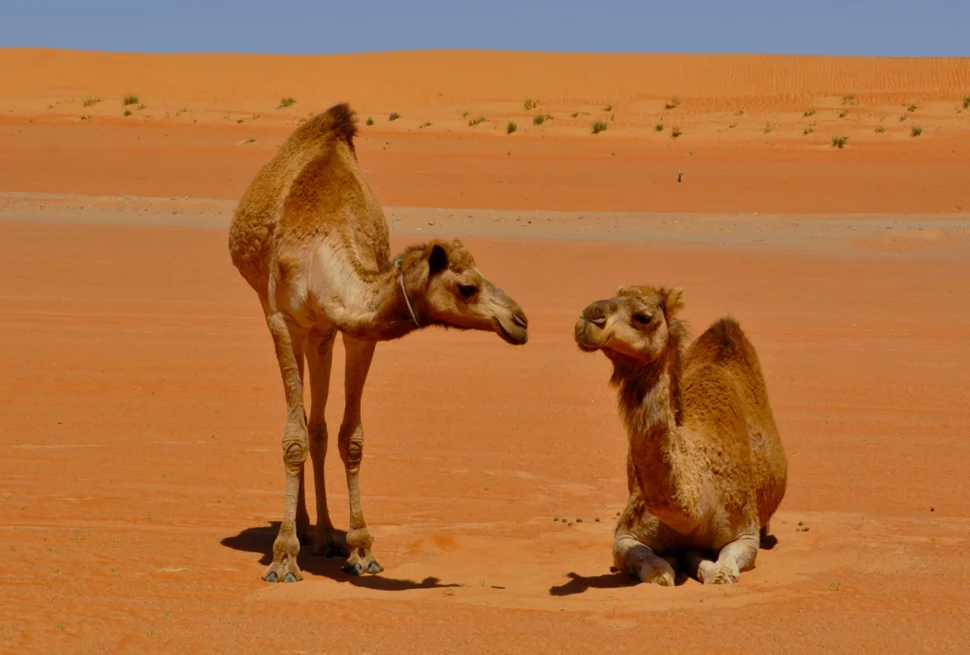 wahida sands and wadibani khalid