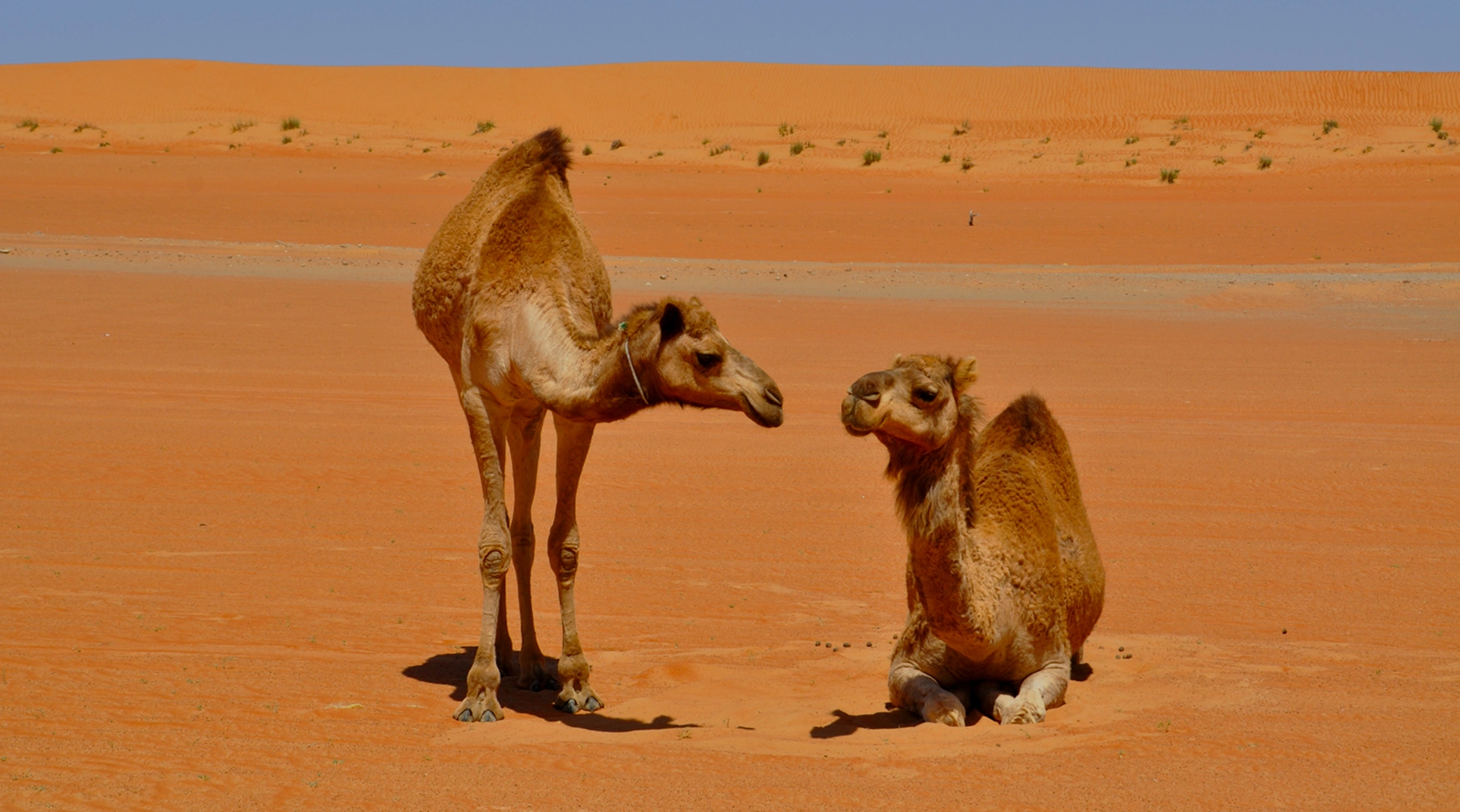 wahida sands and wadibani khalid